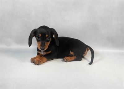 Dachshund-DOG-Male-Black and Tan-9494-Petland Pensacola, Florida