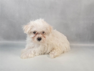 Maltese-DOG-Male-White-9493-Petland Pensacola, Florida