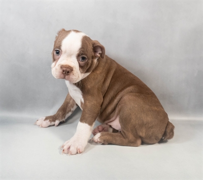 Boston Terrier-DOG-Male-Seal Brindle and White-9495-Petland Pensacola, Florida