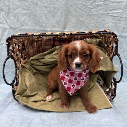 Cavalier King Charles Spaniel-DOG-Female-Ruby-9488-Petland Pensacola, Florida