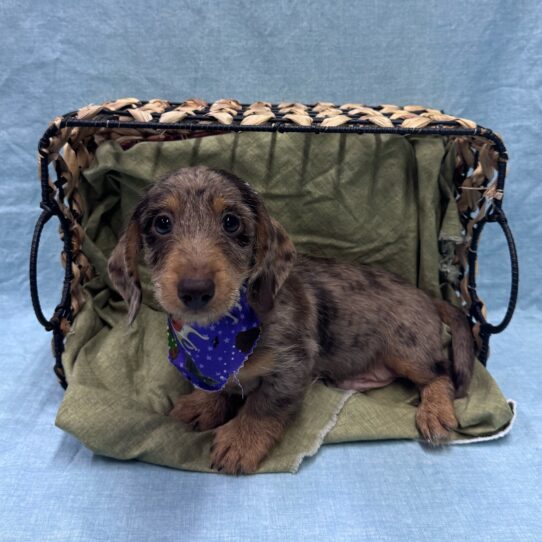 Dachshund-DOG-Male-Chocolate Dapple-9517-Petland Pensacola, Florida