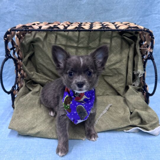 Chihuahua-DOG-Male-Blue and White-9512-Petland Pensacola, Florida