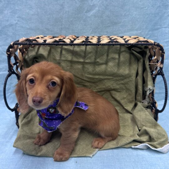 Dachshund-DOG-Female-Red-9513-Petland Pensacola, Florida