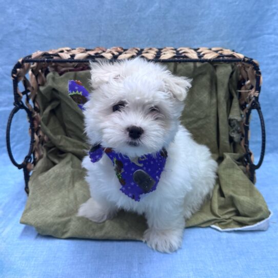 Maltese-DOG-Female-White-9514-Petland Pensacola, Florida