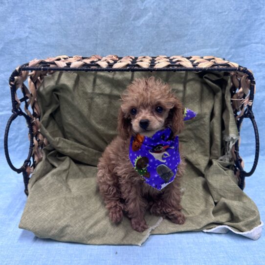 Poodle-DOG-Female-Red-9516-Petland Pensacola, Florida