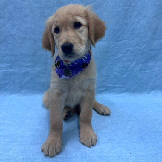Golden Retriever-DOG-Female-Golden-9519-Petland Pensacola, Florida