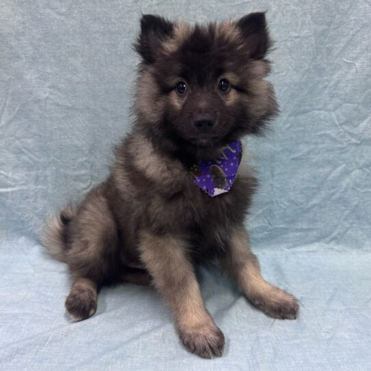 Keeshond-DOG-Male-Grey Silver and Black-9511-Petland Pensacola, Florida