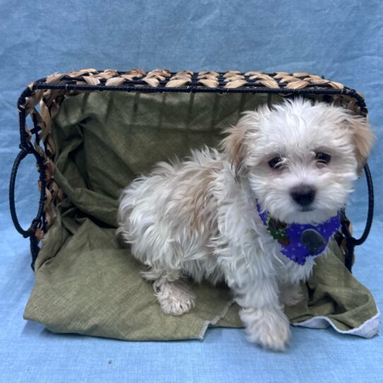 Havanese-DOG-Male-White-9515-Petland Pensacola, Florida