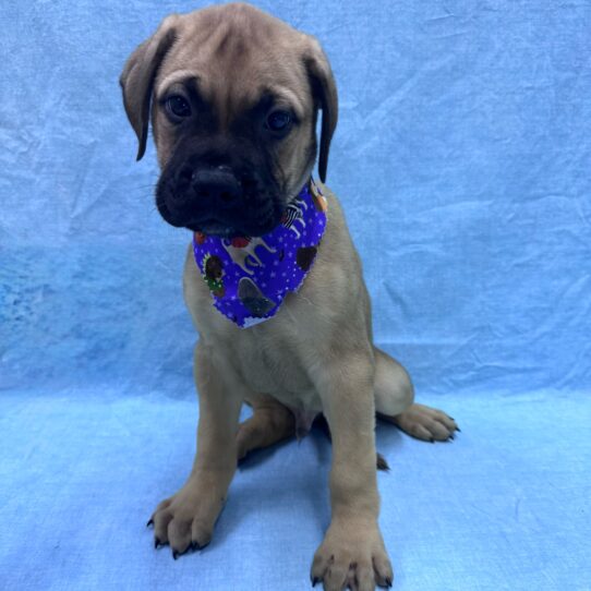 Bullmastiff-DOG-Male-Fawn-9518-Petland Pensacola, Florida