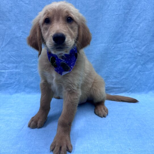 Golden Retriever-DOG-Male-Golden-9520-Petland Pensacola, Florida
