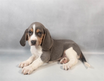 Beagle-DOG-Male-Blue Tan and White-9527-Petland Pensacola, Florida