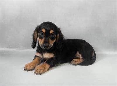 Dachshund-DOG-Male-Black and Tan-9528-Petland Pensacola, Florida