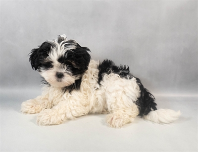 Lhasa Apso-DOG-Female-Black and Tan-9532-Petland Pensacola, Florida