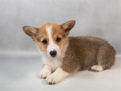 Pembroke Welsh Corgi-DOG-Male-Sable-9534-Petland Pensacola, Florida