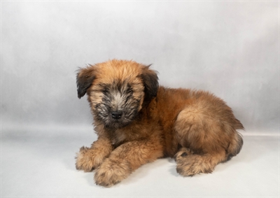 Soft Coated Wheaten Terrier-DOG-Male-Wheaten-9535-Petland Pensacola, Florida