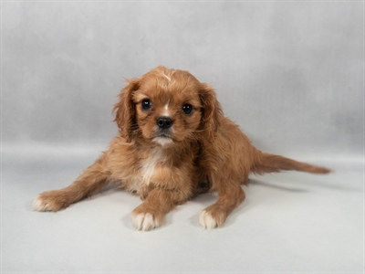 Cavalier King Charles Spaniel-DOG-Female-Ruby-9536-Petland Pensacola, Florida