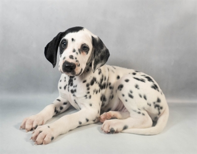 Dalmatian-DOG-Male-White and Black-9537-Petland Pensacola, Florida