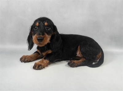 Dachshund-DOG-Male-Black and Tan-9544-Petland Pensacola, Florida