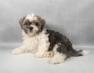 Shih Tzu-DOG-Male-Silver-9548-Petland Pensacola, Florida