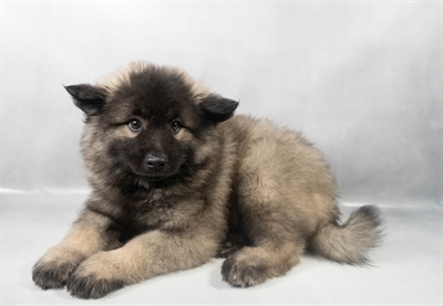Keeshond-DOG-Male-Black and Silver-9550-Petland Pensacola, Florida