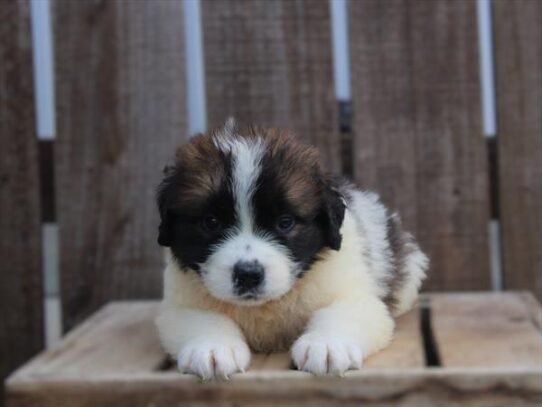 Saint Bernard-DOG-Female-Brown / White-9565-Petland Pensacola, Florida