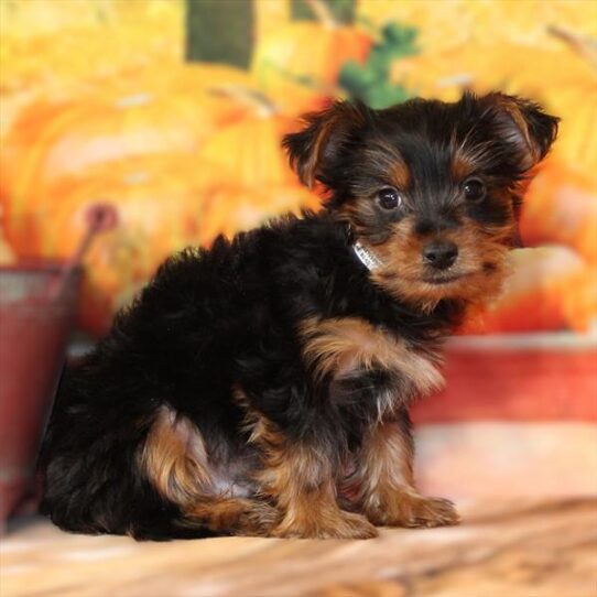 Yorkshire Terrier-DOG-Male-Black / Tan-9570-Petland Pensacola, Florida