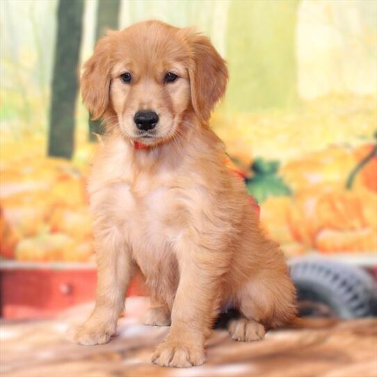 Golden Retriever-DOG-Female-Dark Golden-9571-Petland Pensacola, Florida