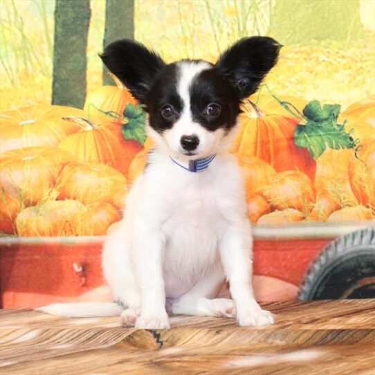 Papillon-DOG-Female-White / Black-9572-Petland Pensacola, Florida