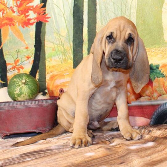 Bloodhound-DOG-Male-Red-9574-Petland Pensacola, Florida