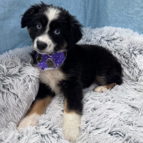 Miniature Australian Shepherd-DOG-Female-Black White and Brown-9545-Petland Pensacola, Florida