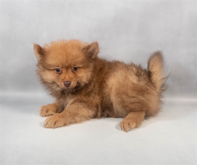 Pomeranian-DOG-Male-Chocolate-9467-Petland Pensacola, Florida