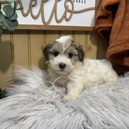 Maltipoo-DOG-Male-Brown / White-9564-Petland Pensacola, Florida
