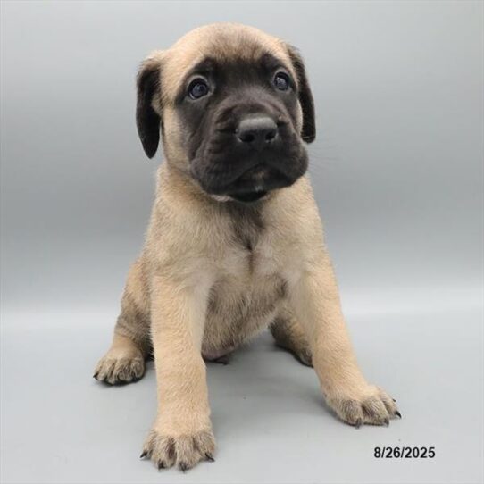 English Mastiff-DOG-Male-Fawn-9568-Petland Pensacola, Florida