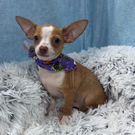 Chihuahua-DOG-Male-Fawn / White-9563-Petland Pensacola, Florida