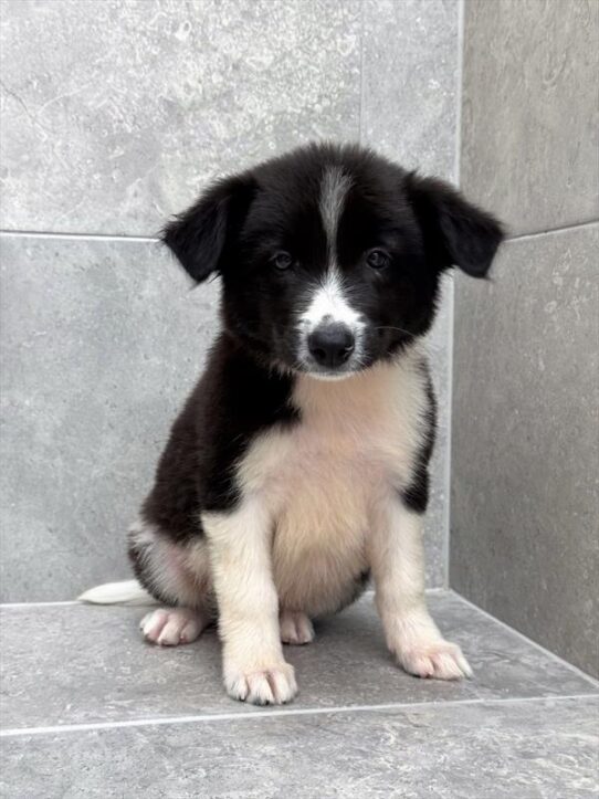 Border Collie-DOG-Male-Black / White-9575-Petland Pensacola, Florida