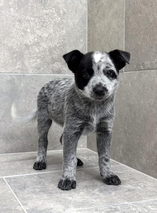 Blue Heeler-DOG-Female-Blue-9576-Petland Pensacola, Florida