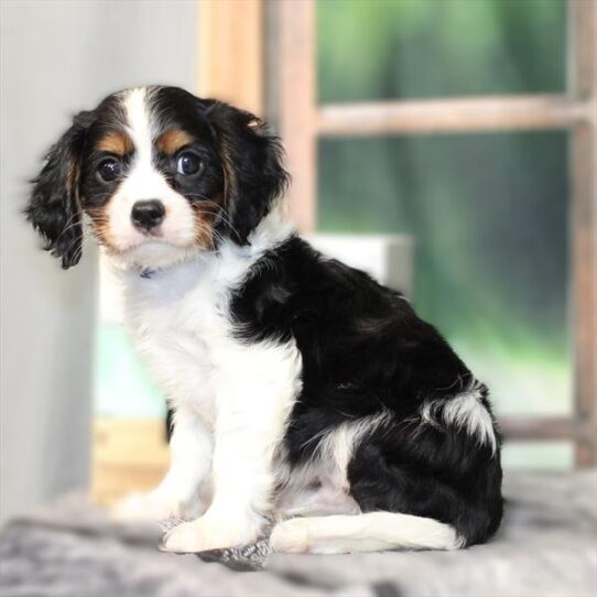 Cavalier King Charles Spaniel-DOG-Male-White Black / Tan-9577-Petland Pensacola, Florida