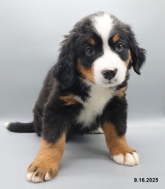 Bernese Mountain Dog-DOG-Female-Tri-Colored-9585-Petland Pensacola, Florida