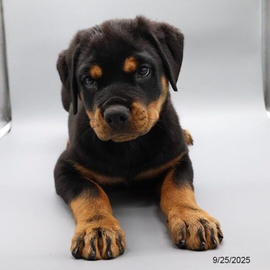 Rottweiler-DOG-Female-Black / Mahogany-9587-Petland Pensacola, Florida