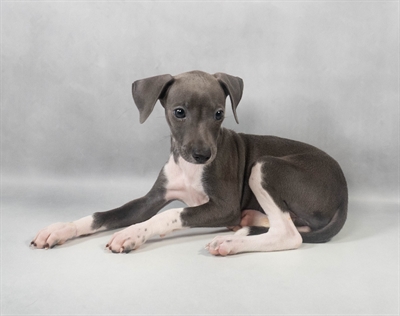 Italian Greyhound-DOG-Female-Blue-9594-Petland Pensacola, Florida