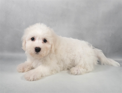 Bichon Frise-DOG-Male-White-9593-Petland Pensacola, Florida