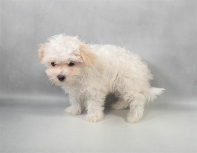 Maltese-DOG-Female-White-9596-Petland Pensacola, Florida