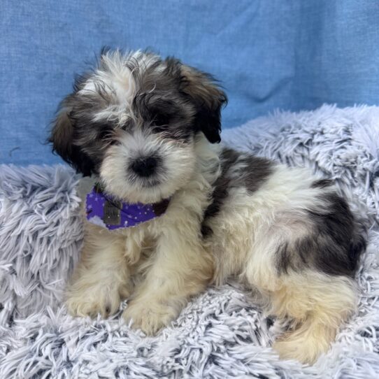 Teddy Bear-DOG-Male-Gray / White-9588-Petland Pensacola, Florida