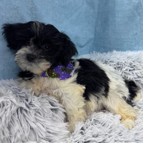 Teddy Bear-DOG-Female-Black / White-9589-Petland Pensacola, Florida