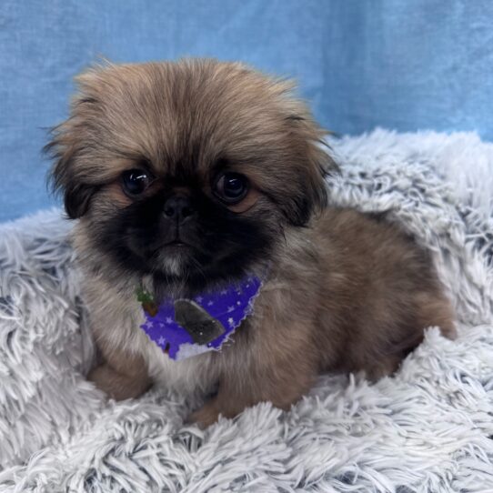 Pekingese-DOG-Male-Red Sable-9597-Petland Pensacola, Florida