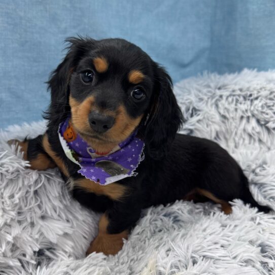 Dachshund-DOG-Female-Black / Tan-9584-Petland Pensacola, Florida
