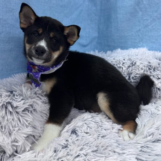 Shiba Inu-DOG-Male-Black and Tan-9598-Petland Pensacola, Florida