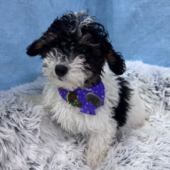 Poodle-DOG-Female-White Black / Tan-9578-Petland Pensacola, Florida