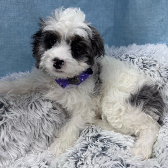 Cavapoo-DOG-Female-Gray / White-9586-Petland Pensacola, Florida