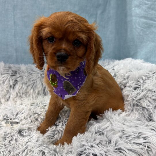 Cavalier King Charles Spaniel-DOG-Male-Ruby-9610-Petland Pensacola, Florida